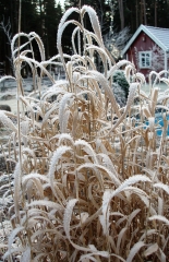 Frost i gräset