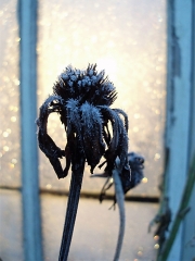 Frostknopp